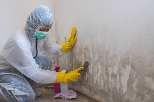 Best HVAC Mold Remediation in Rafter J Ranch, WY