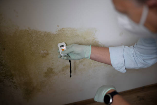 Best Basement Mold Remediation in Rafter J Ranch, WY