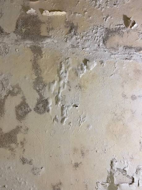 Best Localized Mold Remediation (e.g., coastal areas, humid climates) in Rafter J Ranch, WY