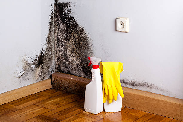 Best Bathroom Mold Remediation in Rafter J Ranch, WY