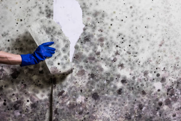Best Insurance-Related Mold Remediation in Rafter J Ranch, WY
